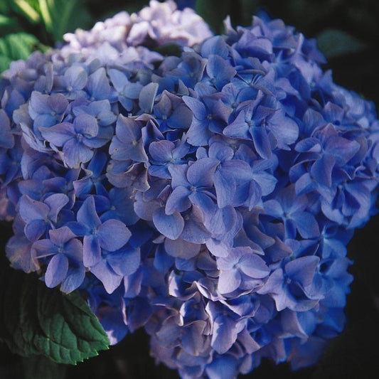 Nikko Blue Hydrangea: Hydrangea macrophylla 'Nikko Blue'