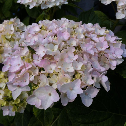 Blushing Bride Hydrangea: Hydrangea macrophylla 'Blushing Bride'