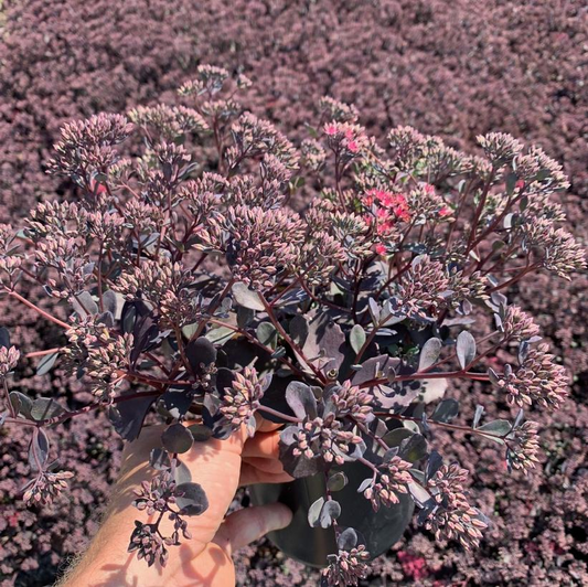 Bertram Anderson Stonecrop: Sedum - 1GAL Pot