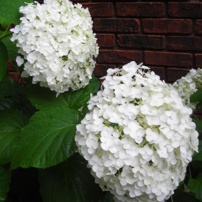Incrediball Hydrangea: Hydrangea arborescens 'Abetwo'