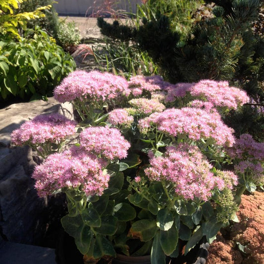 Brilliant Stonecrop: Sedum spectabile - 1GAL Pot