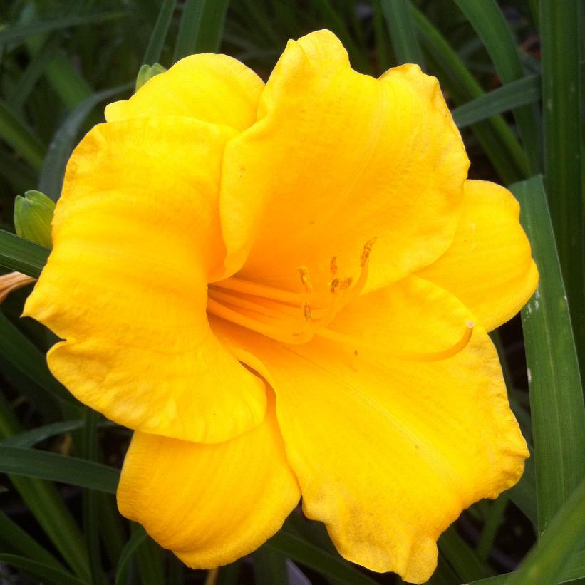 Mystery 1 Gallon Perennial 6 Pack
