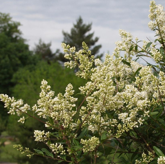 Common Privet: Ligustrum vulgare - 125CM Tall BR