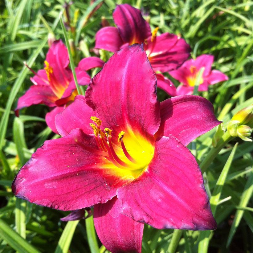 Pardon Me Red Daylily: Hemlock - 1GAL Pot
