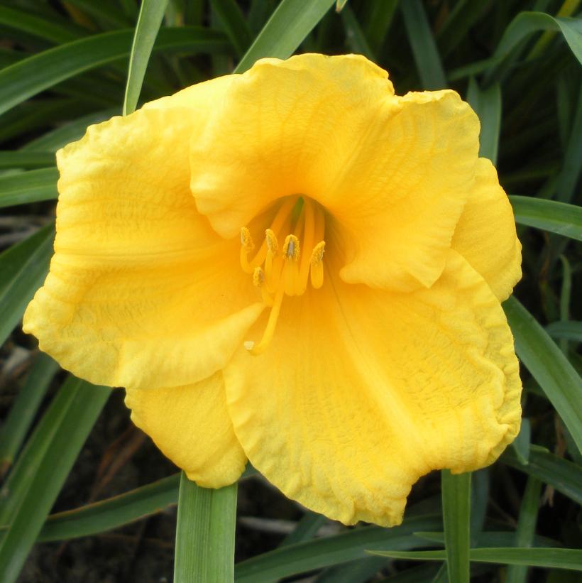Stella D'Oro Yellow Daylily: Hemlock - 1GAL Pot