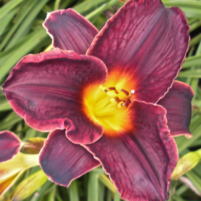 Strutter's Ball Purple Daylily: Hemlock - 1GAL Pot