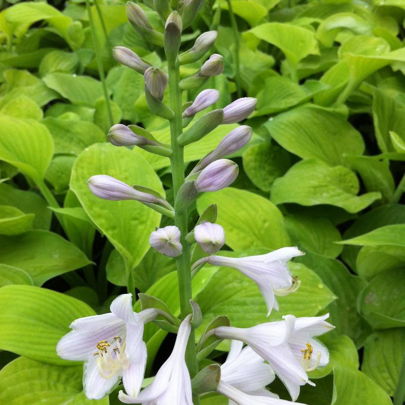 August Moon: Hosta - 1GAL Pot