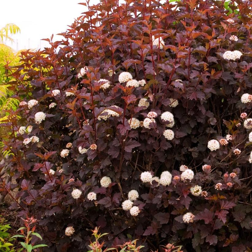 Diabolo Ninebark: Physocarpus opulifolius 'Monlo' - 3GAL Pot