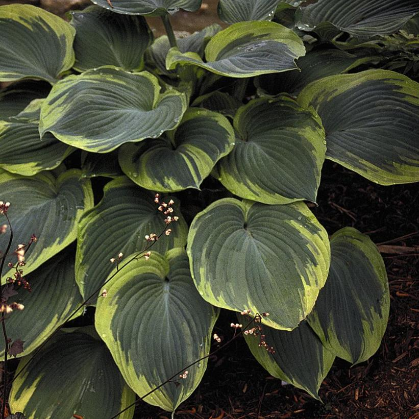 Earth Angel: Hosta - 1GAL Pot