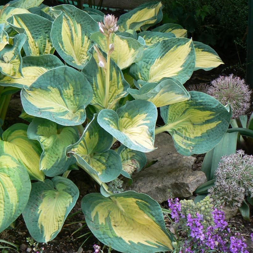 Great Expectations: Hosta - 1GAL Pot