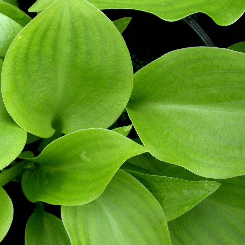 Invincible: Hosta - 1GAL Pot