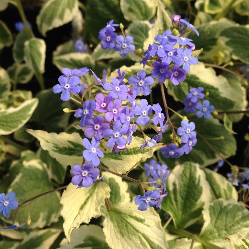 Variegated Siberian Bugloss: Brunnera macrophylla 'Variegata' - 1GAL Pot