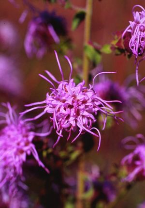 Prairie Blazing Star: Liatris pycnostachya - 1GAL Pot