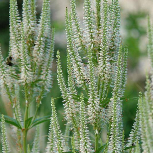 Culver's Root: Veronicastrum virginicum 'Fascination' - 1Gal Pot