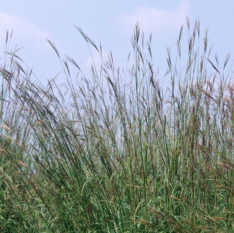 Andropogon gerardi - Big Bluestem Grass 1 Gal