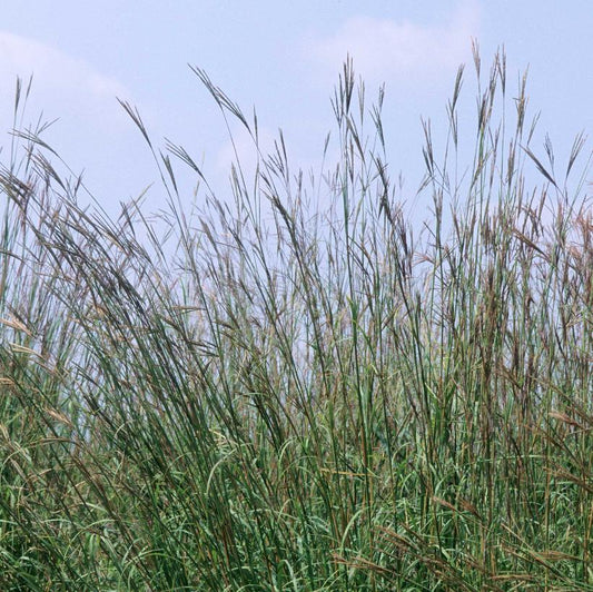 Big Bluestem Grass: Andropogon gerardii - 1GAL Pot