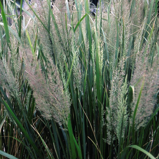 Autumn Feather Reed Grass: Calamagrostis brachytricha - 1Gal Pot