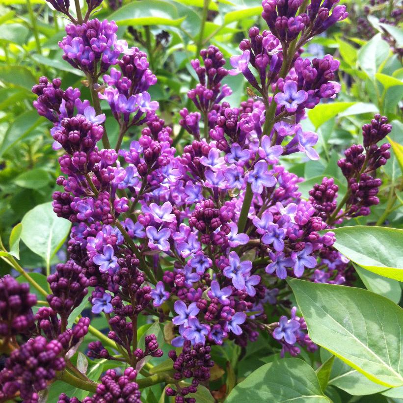 Common Lilac: Syringa vulgaris - 3GAL Pot 40CM Tall