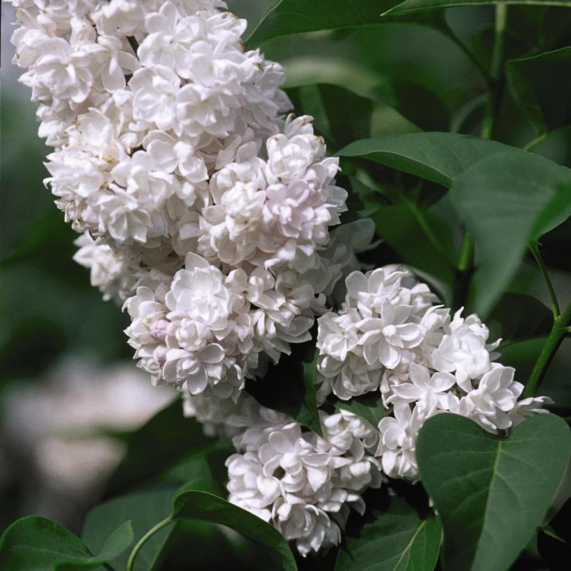 Beauty of Moscow Lilac: Syringa vulgaris - 7GAL Pot 100CM Tall