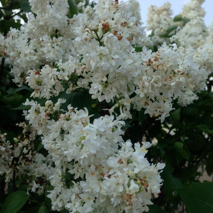 Madame Lemoine White Lilac: Syringa - 3GAL Pot