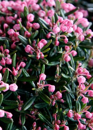 Blue Ice Bog Rosemary: Andromeda polifolia - 1GAL Pot