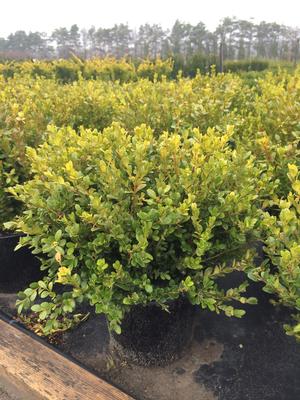 Faulkner Boxwood: Buxus microphylla - 2-3GAL Pot 40CM Tall