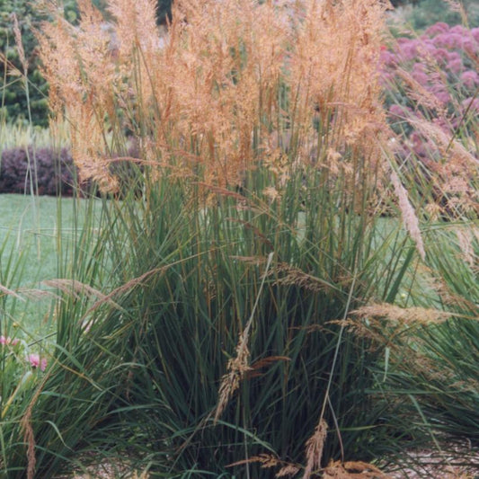 Wood Grass: Sorghastrum nutans - 1GAL Pot