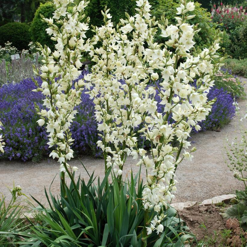 Small Soapweed: Yucca glauca - 3GAL Pot