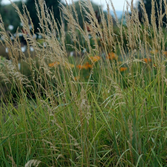 Canada Bluejoint Grass: Calamagrostis canadensis