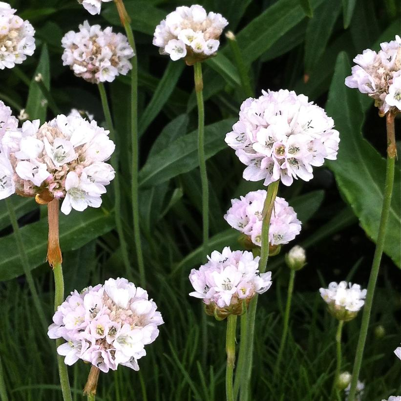 Sea Thrift: Armeria maritima 'Alba' - 1GAL Pot