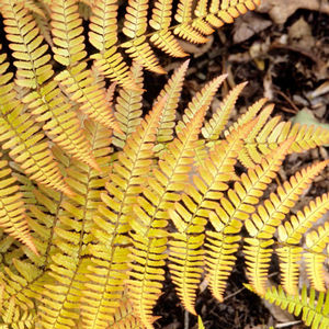 Brilliance Autumn Fern: Dryopteris erythrosora - 1GAL Pot