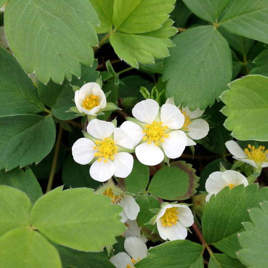 Wild Strawberry: Fragaria virginiana - 9CM Pot