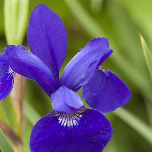 Caesar's Brother: Iris sibirica - 1GAL Pot