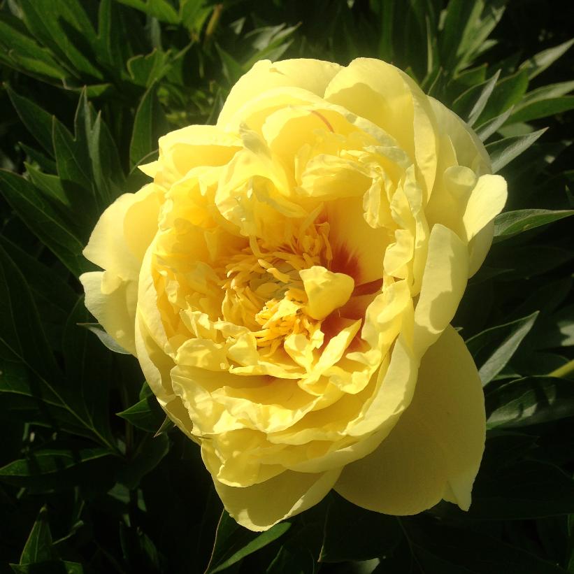 Bartzella Intersectional Peony: Paeonia itoh - 3GAL Pot