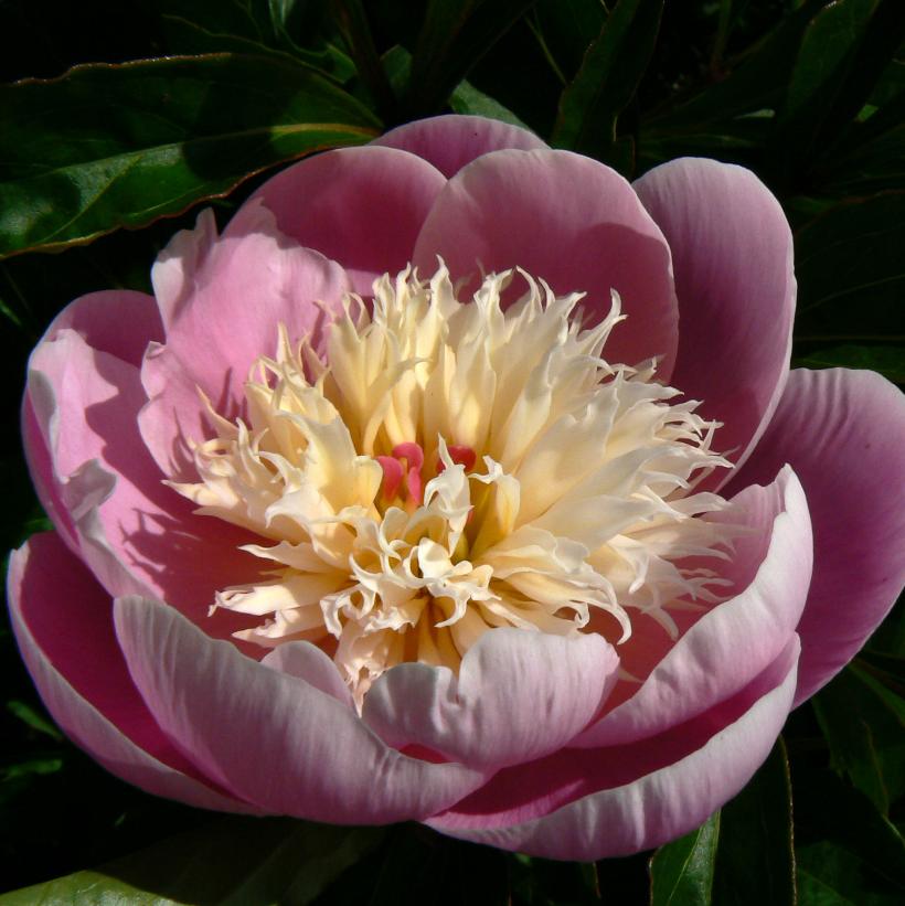 Bowl of Beauty Peony: Paeonia lactiflora - 1GAL Pot