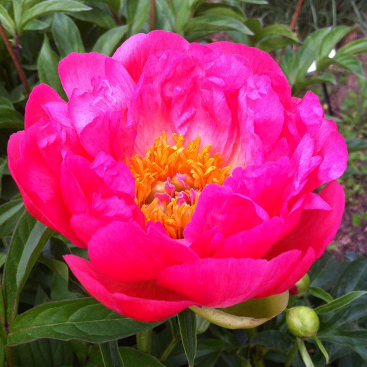 Coral Sunset Peony: Paeonia - 3GAL Pot