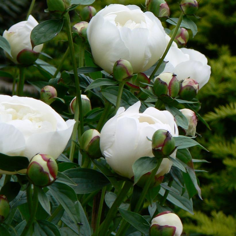 Duchesse de Nemours Peony: Paeonia - 1GAL Pot