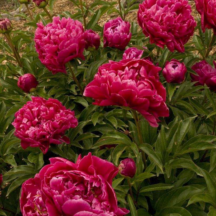 Karl Rosenfield Peony: Paeonia - 1GAL Pot