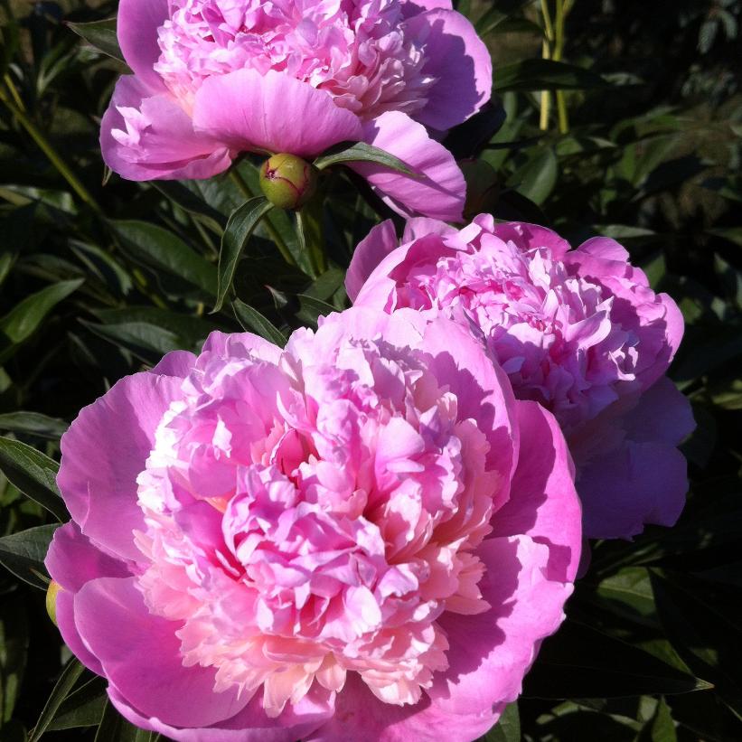 Raspberry Sundae Peony: Paeonia - 1GAL Pot