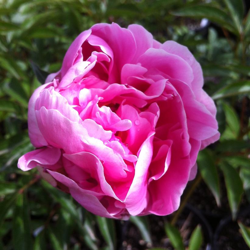 Sarah Bernhardt Peony: Paeonia