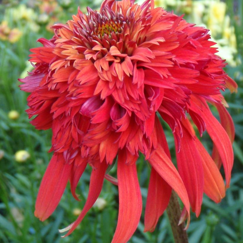 Hot Papaya Coneflower: Echinacea - 1GAL Pot
