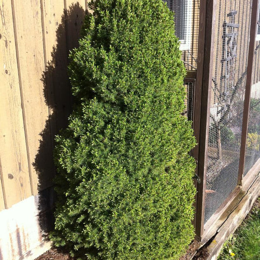 Dwarf Alberta Spruce: Picea glauca var. albertiana ‘Conica’