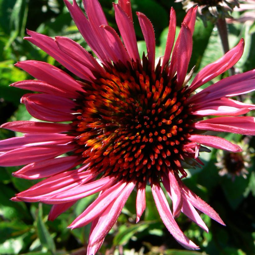 Fatal Attraction Coneflower: Echinacea - 1GAL Pot