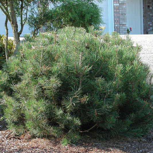Dwarf Mugo Pine: Pinus mugo ‘Pumilio’