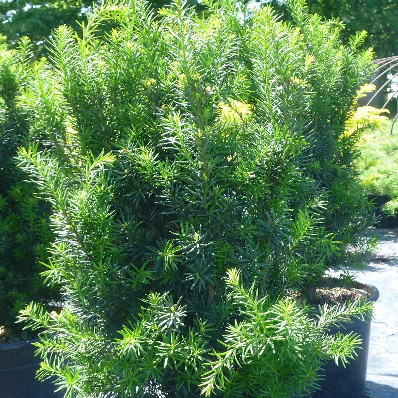 Hicks Yew: Taxus X Med. 'Hicksii' - 3GAL Pot 50CM Tall