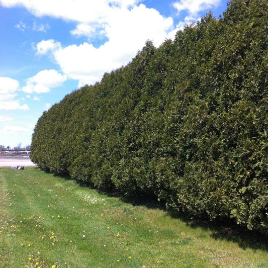 Black Cedar: Thuja occidentalis 'Nigra'