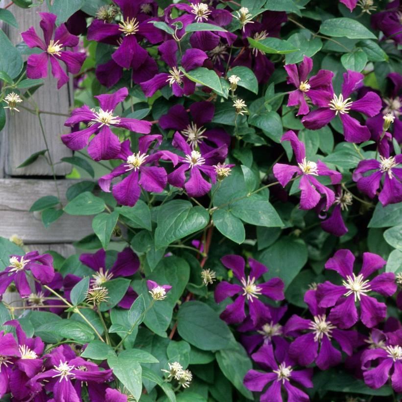 Etoile Violet Clematis: Clematis 'Etoile Violet' - 1GAL Pot