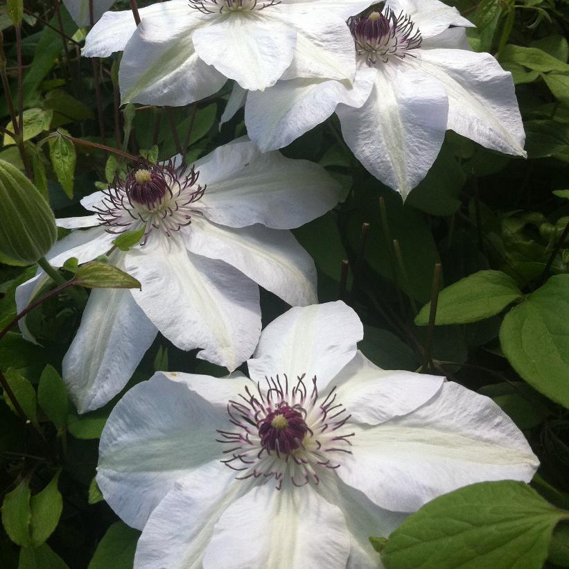 Miss Bateman Clematis: Clematis 'Miss Bateman' - 1GAL Pot