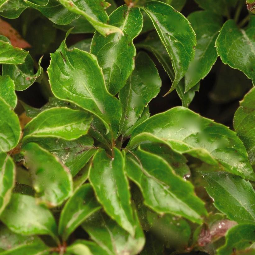 Engelman's Ivy: Parthenocissus quinquefolia 'Engelmannii' - 2GAL Pot