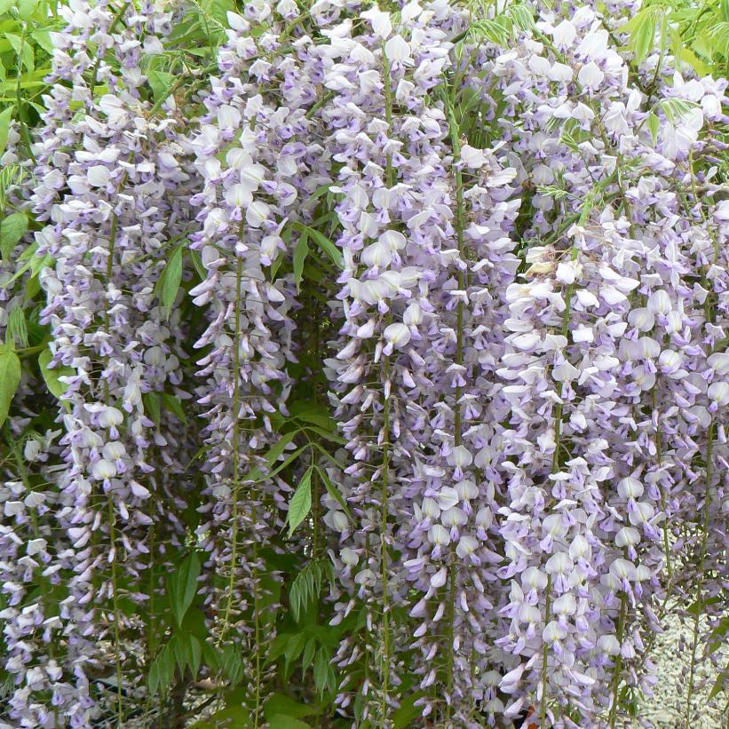 Japanese Wisteria: Wisteria floribunda 'Caroline' - 3GAL Pot
